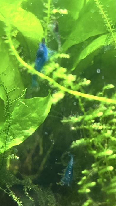 Neocaridinas Juvenis, blue dream e Red Fire