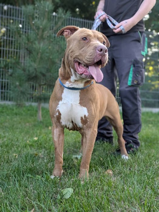 Amstaff szuka odpowiedzialnego domu
