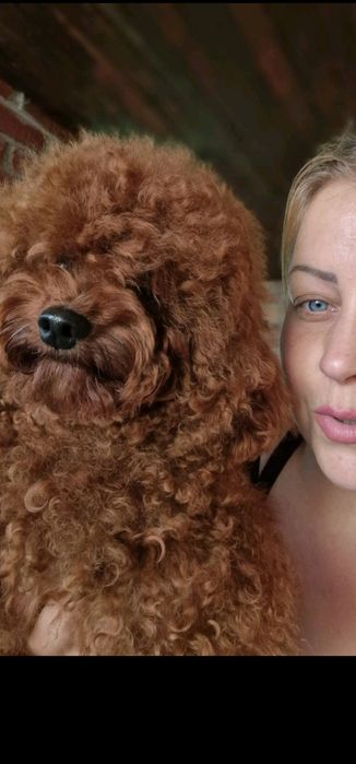 Кобель той пудель на злучку