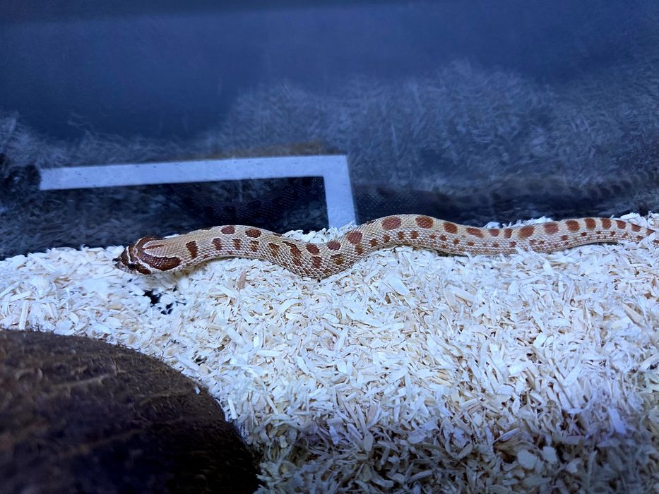 Wąż Heterodon nasicus – Pastel Anaconda SAMICA