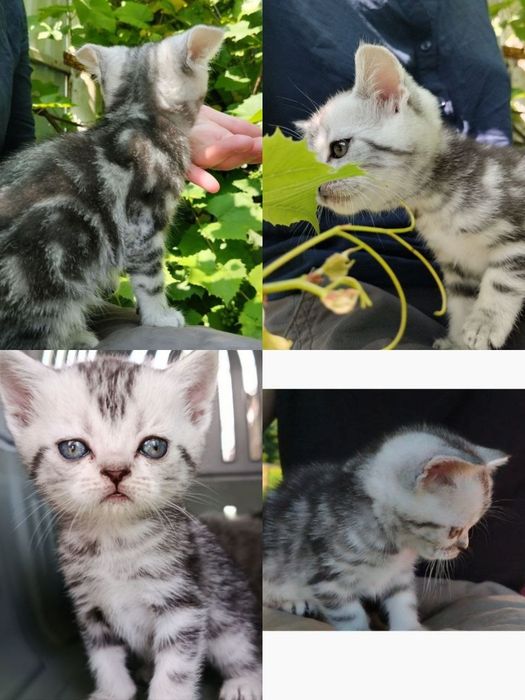 Розпродаж шотландських кошенят