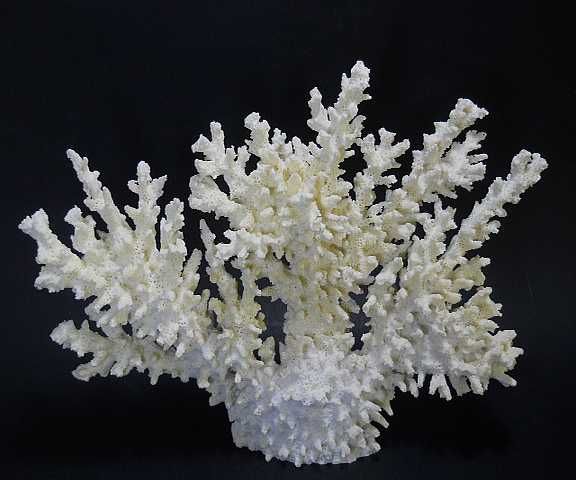 Продам ветку морского коралла