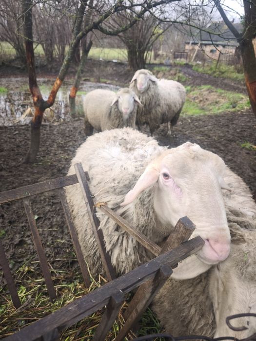 Продам барани самці Меріноландшаф