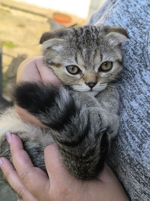 Кошенята Шотландські Блю Поінт