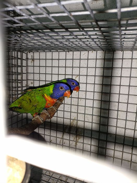 Loris malucanos 2025