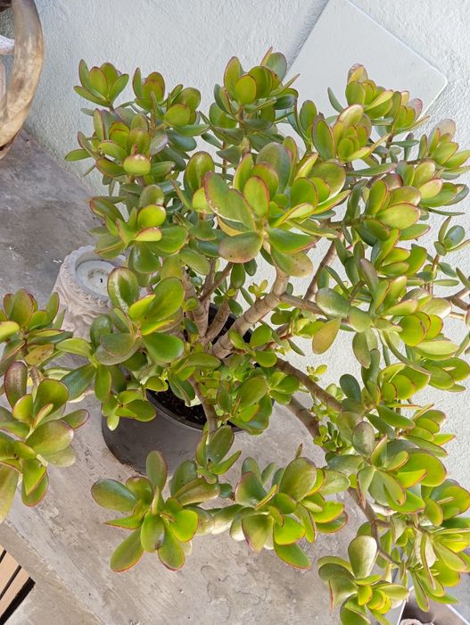 Planta Suculenta 62cm