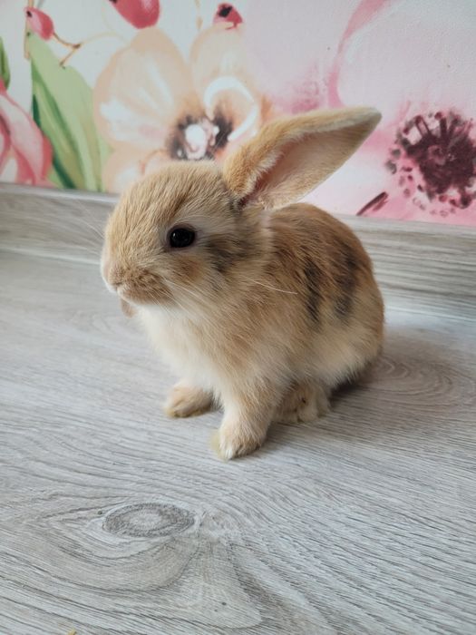 Króliki miniaturki