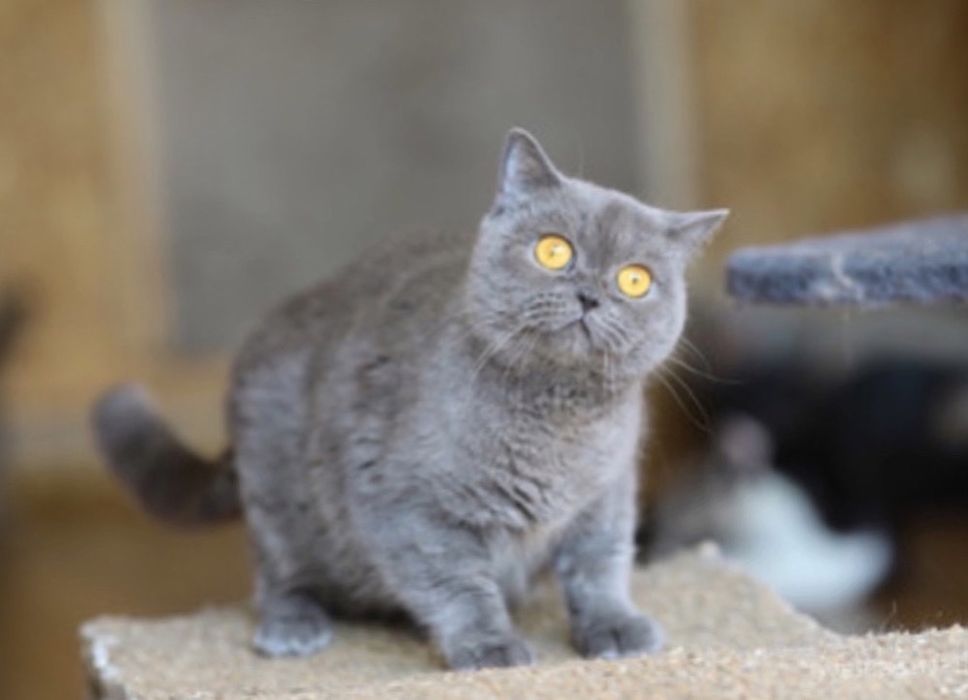 Кошечка Мандрагора, дуже класна 2 роки