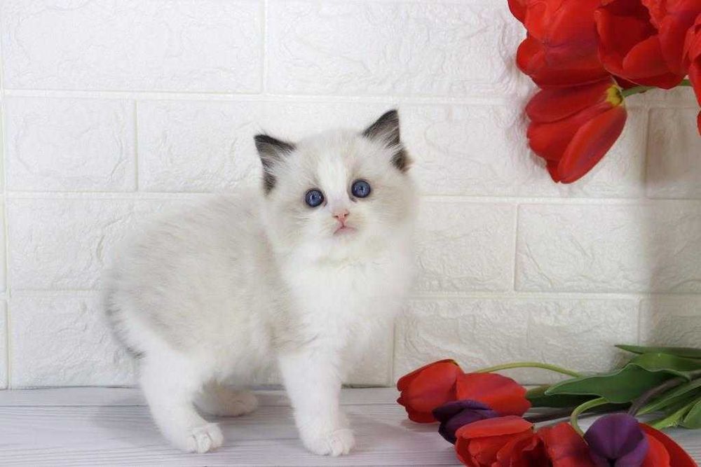 Цікавий і ласкавий котик з вакцинами та гарними навичками-Ragdoll