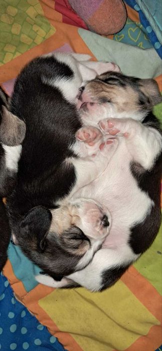 Бігль. Документи - Родословна!