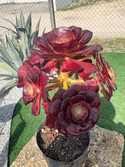 Suculentas Aeonium 3€