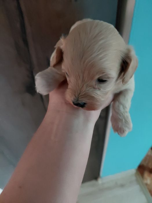 Uroczy piesek maltipoo