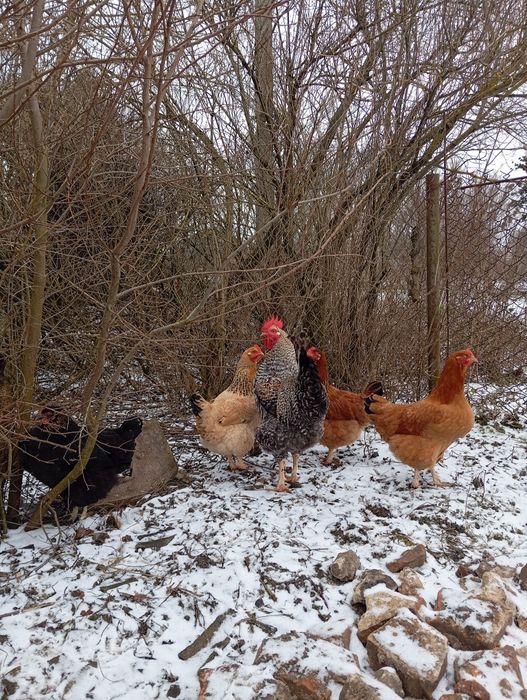 Продаються півні