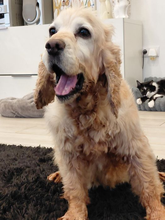 Cadela de cocker pequena/média para adoção responsável