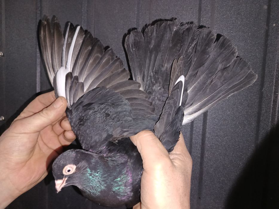 Gołębie zamojskie samiec samica gołąb