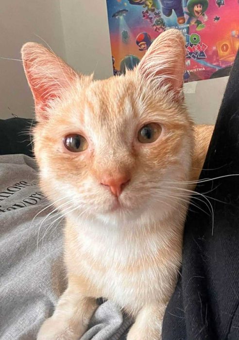 10 mies. kastrowany Kisiel do adopcji