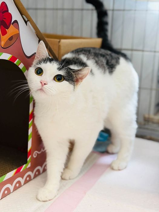 Koteczka do pilnej adopcji