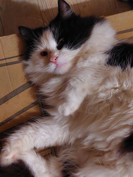 Отдам даром в добрые руки пушистую черно-белую кошечку