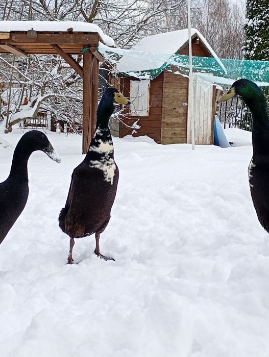 Biegus indyjski  kaczor