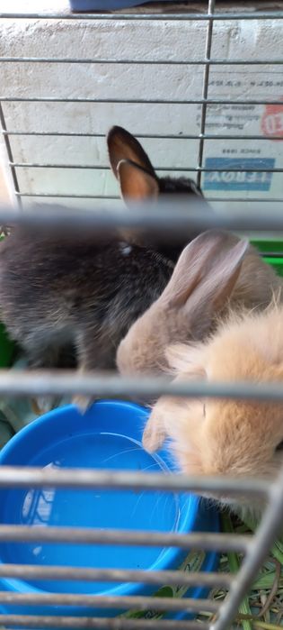 Кролики карликовые