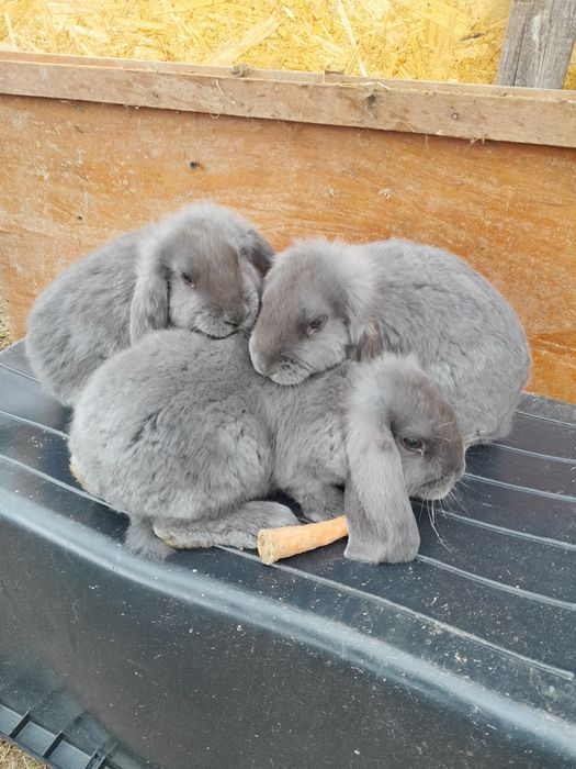 Baran francuski młody