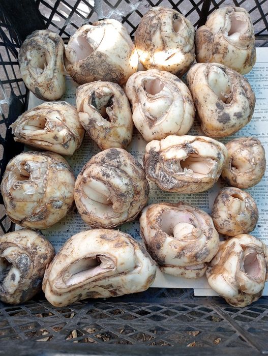 Царська корона. Лілія вонючка