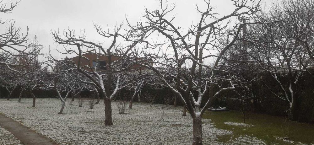 Обрізка дерев та винограду