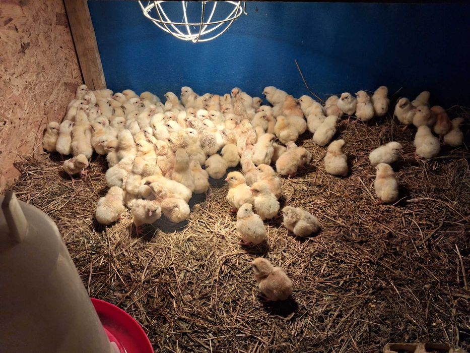 Pisklęta Australorp, Sandy, Leghorn, Zielononóżka