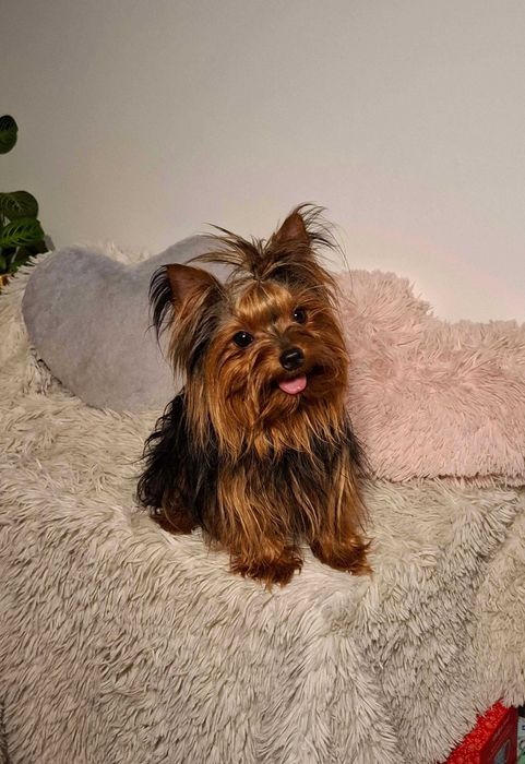 Piesek York Yorkshire Terrier