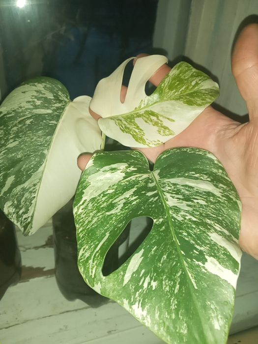 Монстера ал.(верхівка)