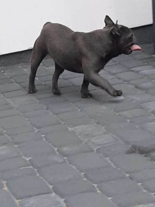 Buldog francuski suczka