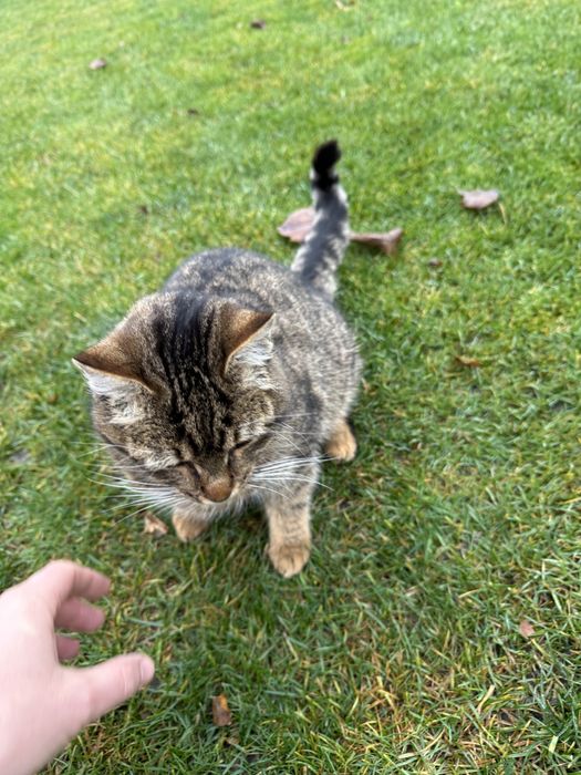 Отдам молодого кота подростка в хорошие руки