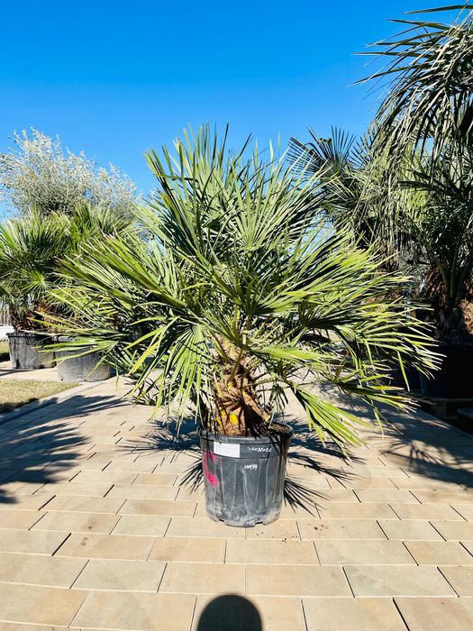 Chamaerops humilis karlatka 170cm mega gęsta mrozoodporna -12
