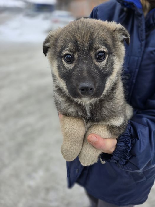 Дівчинка в добрі ручки!