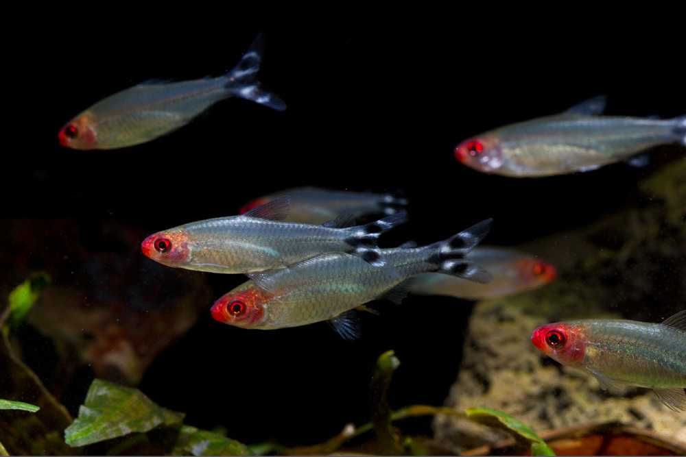 Zwinnik czerwonousty Rhodostomus - 10 sztuk - Sklep Zoologiczny ALTUM