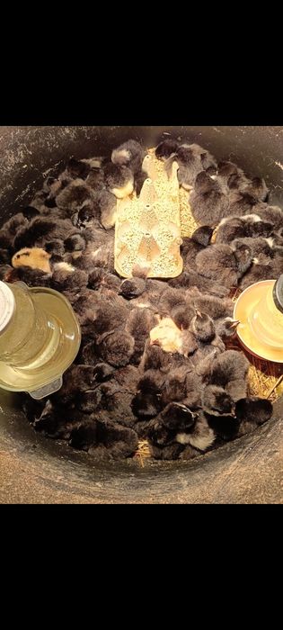 Kurczaki australorp i mixy, kaczki biegusy, koguty