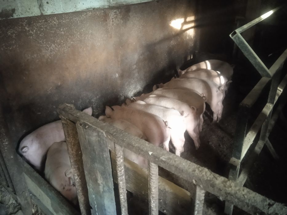 Порясята - трьохпородний гібрид