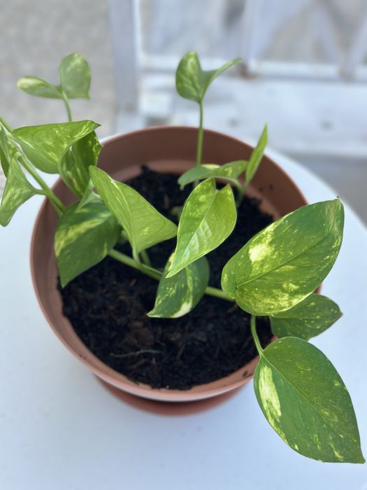 Planta Pothos com vase