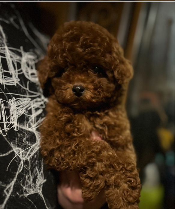 Кукольный мальчик пудель Китай