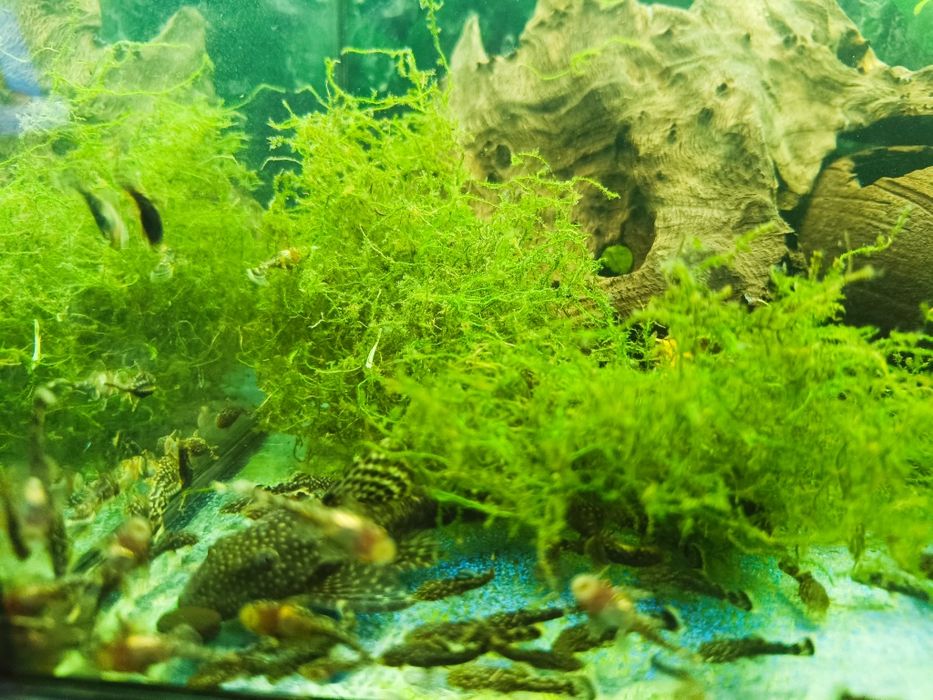 Glonojady zbrojniki kolumbijski