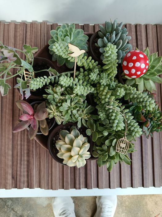 Conjunto de suculentas com acessórios