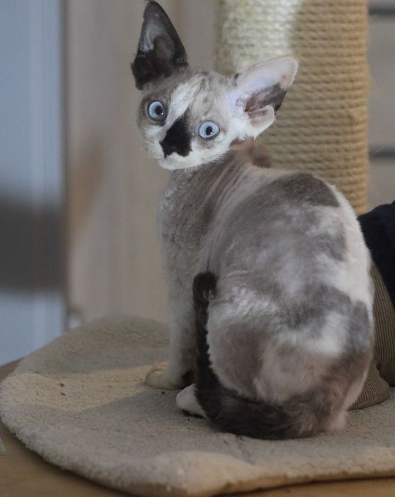 Uri - koteczka Devon Rex po Championie