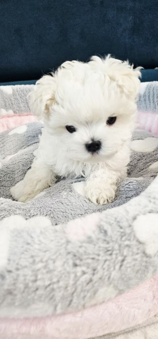 Maltańczyk malutka sunia rodowód ZKWP FCI