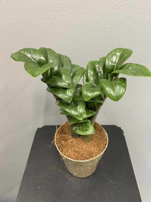 Zamioculcas Zenzi  Doniczka 9 cm