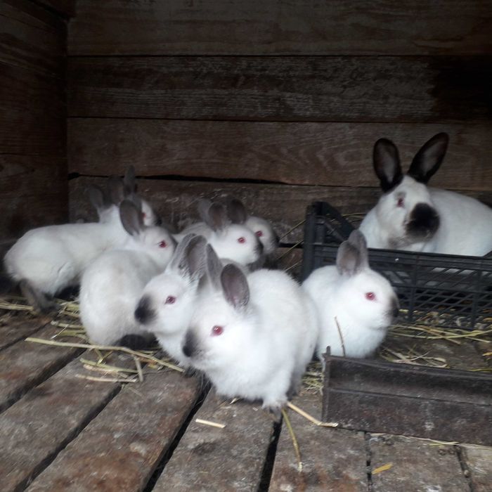 Продаж кролів каліфорнійців