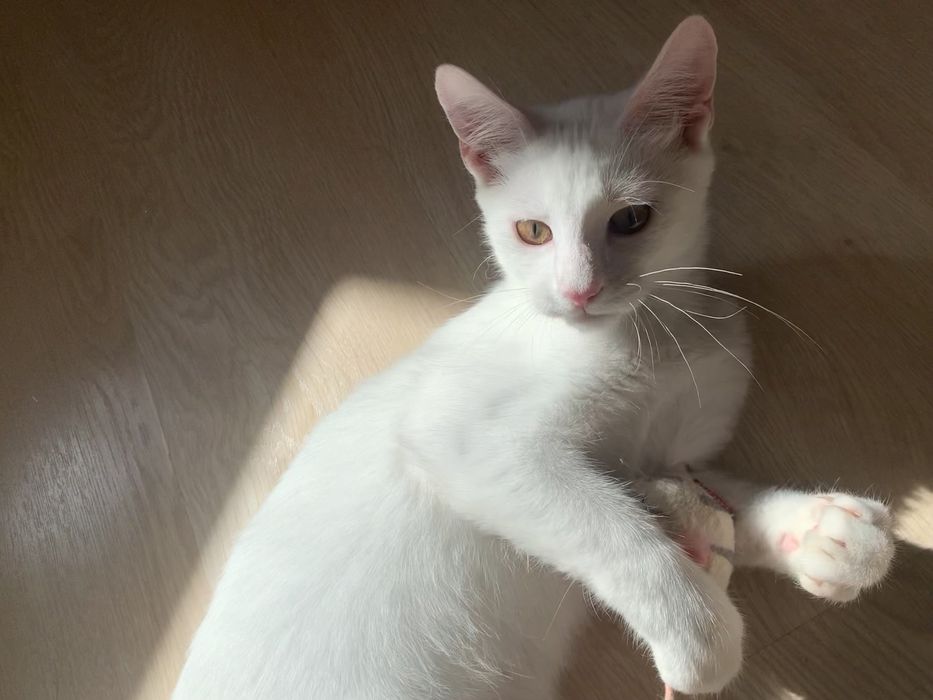 Кошенята Дивовижні. Білий і Трьохмасні Котики