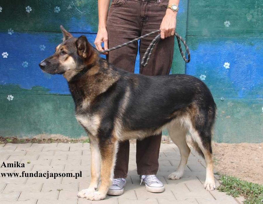 Amika, przyjaciółka wilczyca