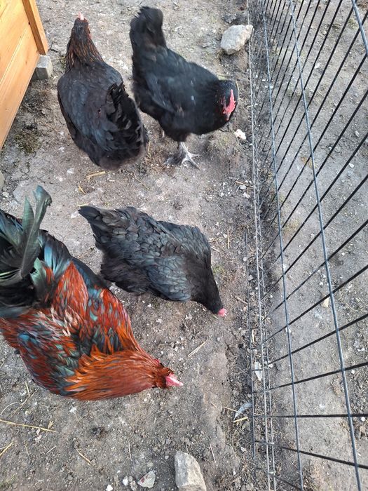 Jaja legowe kur marans maransy