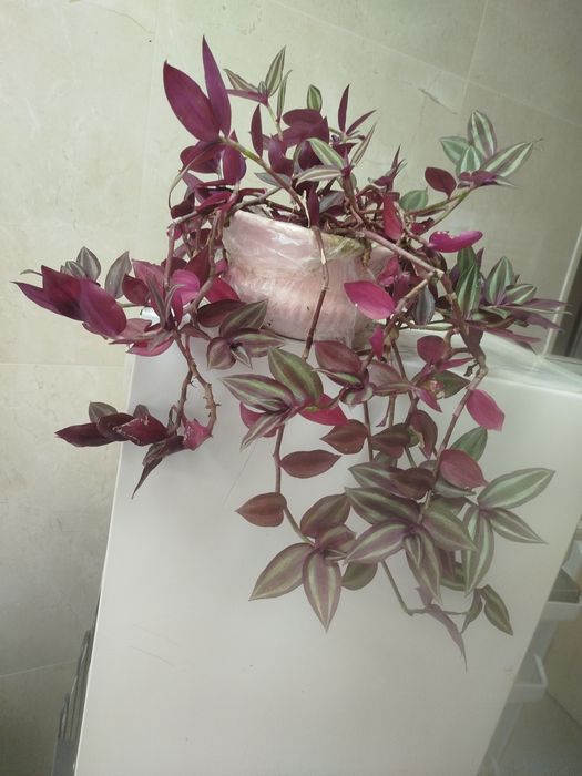 Planta Pendente Tradescantia Zebrina (Lambari Roxo) –  Rústica e Linda!