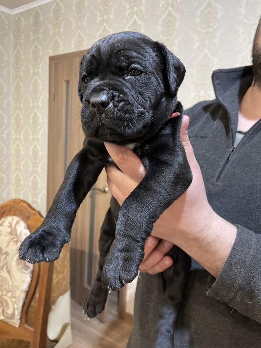 Чорна дівчинка_Куркума